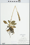 Goodyera pubescens (Willd.) R. Br. by John E. Ebinger