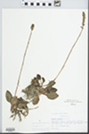 Goodyera pubescens (Willd.) R. Br.