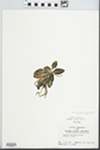 Goodyera pubescens (Willd.) R. Br. by John E. Ebinger
