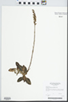 Goodyera pubescens (Willd.) R. Br. by Steven D. Giann