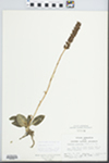 Goodyera pubescens (Willd.) R. Br. by G. A. Hellinga