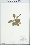 Goodyera pubescens (Willd.) R. Br. by Randy Vogel