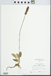 Goodyera pubescens (Willd.) R. Br. by Randy W. Nyboer