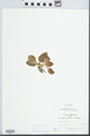 Goodyera pubescens (Willd.) R. Br. by Bill Leonard