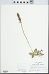 Goodyera pubescens (Willd.) R. Br. by B. N. McKnight
