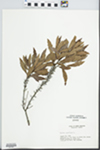 Myrica cerifera L. by Edsel Ray Lafferty