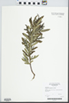 Comptonia peregrina (L.) J.M. Coult. by Dteven D. Glenn