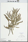 Comptonia peregrina (L.) J.M. Coult. by Larry Crofutt
