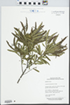 Comptonia peregrina (L.) J.M. Coult. by Leslie J. Merhoff