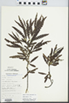 Comptonia peregrina (L.) J.M. Coult. by Harold C. Fritts
