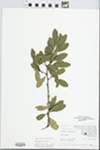 Bumelia lanuginosa Pers. by Judy Damery Parrish