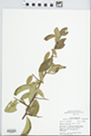 Bumelia lanuginosa Pers. by John E. Ebinger
