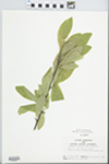 Bumelia lycioides (L.) Pers. by John E. Ebinger