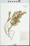 Myoporum montanum R. Br. by K. D. Hill