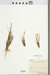 Tetroncium magellanicum Willd. by Frederico B. Vervoost