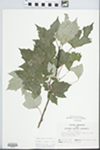 Acer rubrum subsp. drummondii (Hook. & Arn. ex Nutt.) E. Murray by John E. Ebinger