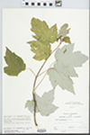 Acer rubrum subsp. drummondii (Hook. & Arn. ex Nutt.) E. Murray