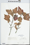 Acer rubrum var. trilobum Torr. & A. Gray ex K. Koch by John E. Ebinger