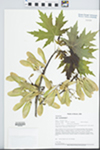 Acer saccharinum L. by Paul B. Marcum