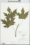 Acer saccharinum L.