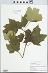 Acer saccharinum L. by Cris Thomas