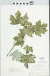 Acer x freemanii E. Murray [rubrum × saccharinum]
