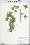 Acer pseudosieboldianum (Pax) Kom.