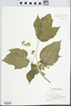 Acer spicatum Lam. by Rudy G. Koch