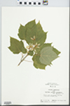 Acer spicatum Lam. by John E. Ebinger