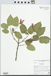 Acer tataricum L.