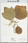 Acer pensylvanicum L.