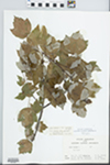 Acer rubrum Wats. by Charles B. Arzeni, L. Porch, and W. M. Zales
