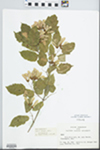 Acer tataricum L.