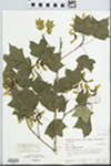 Acer saccharum Marshall by Hampton M. Parker