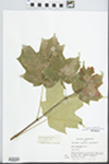 Acer saccharum Marshall by S.C. Mueller
