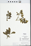Phoradendron serotinum (Raf.) M.C. Johnston by W. E. McClain