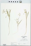 Claytonia virginica L. by Randy W. Nyboer