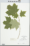 Acer saccharum Marshall by R. W. Nyboer