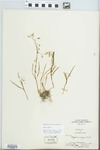 Claytonia virginica L. by Carl Clamson Epling