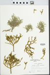 Phoradendron juniperinum Engelm. ex A. Gray by Loy R. Phillippe