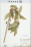 Lysimachia thyrsiflora L. by W. E. McClain