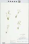 Androsace occidentalis Pursh by John E. Ebinger