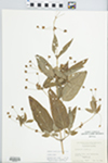 Lysimachia ciliata L. by George Neville Jones
