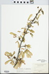 Acer saccharinum L. by George Neville Jones