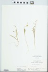 Claytonia virginica L. by John E. Ebinger