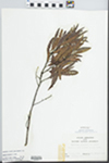 Comptonia peregrina (L.) J.M. Coult. by John E. Ebinger