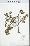 Phoradendron serotinum (Raf.) M.C. Johnston