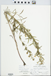 Lysimachia quadriflora Sims