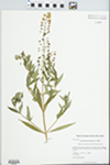 Lysimachia terrestris (L.) Britton, Sterns & Poggenb. by Kerry Barringer