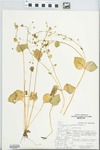 Montia sibirica (L.) Howell by J. Morris Johnson